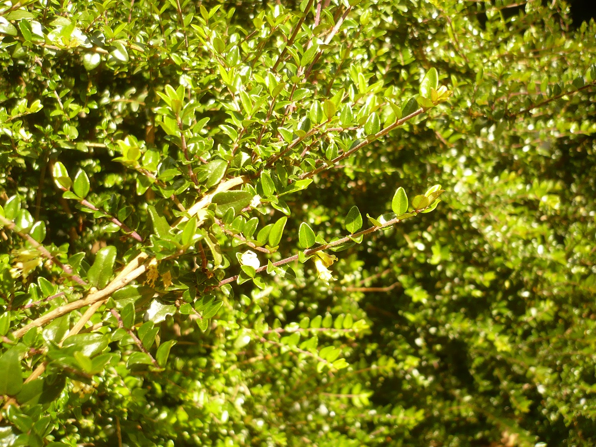Lonicera nitida (Caprifoliaceae)